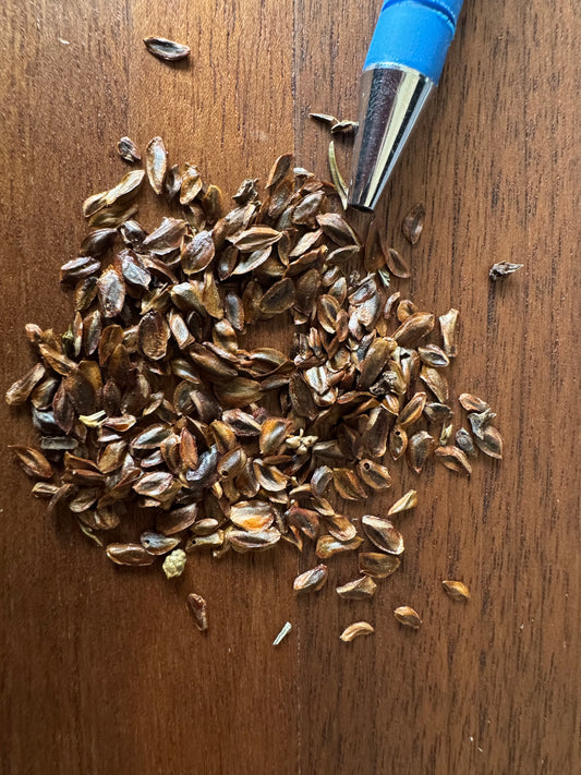Japanese Cedar
