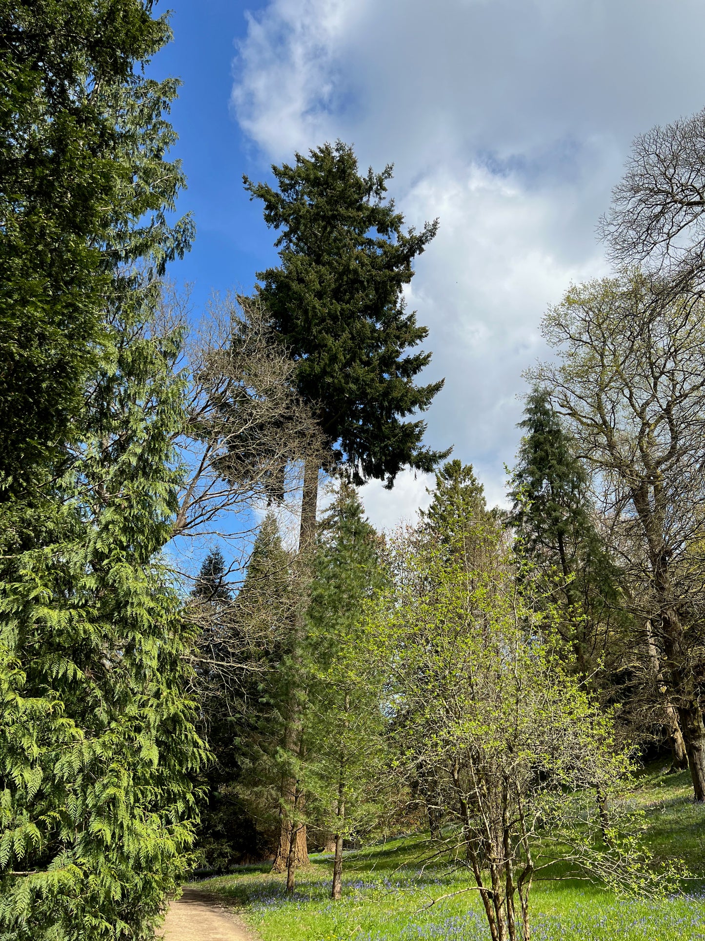 Douglas Fir