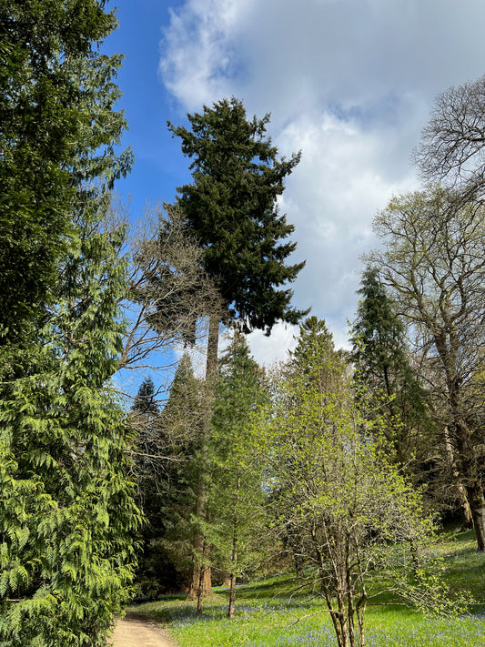 Douglas Fir