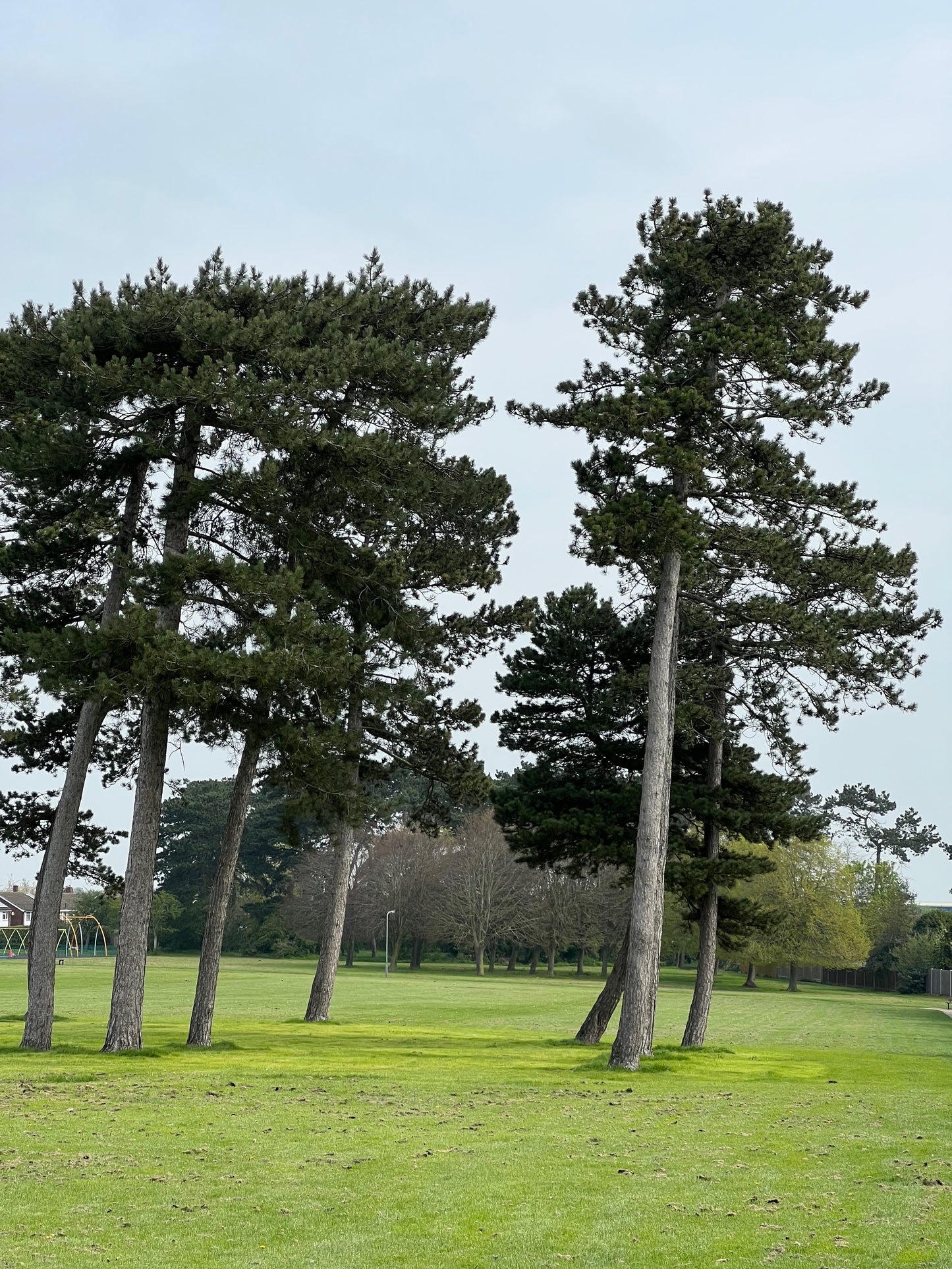 Austrian (Black) Pine