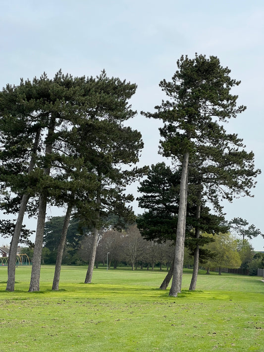 Austrian (Black) Pine