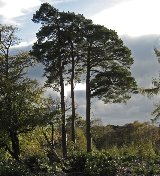 Scots Pine Seeds