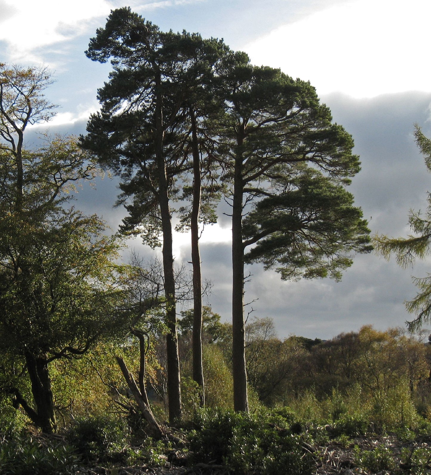 Two Pines Multipack