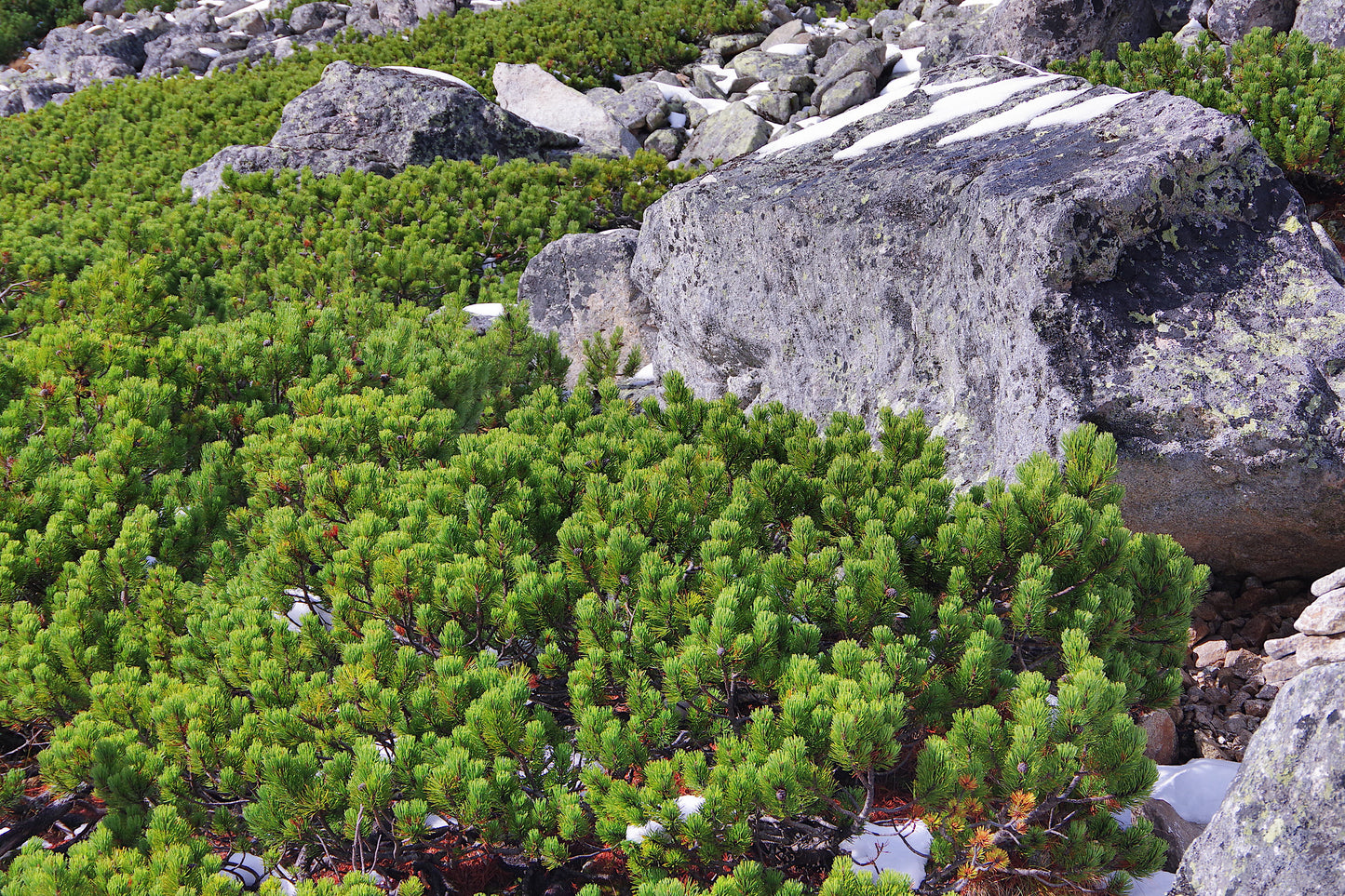 Two Pines Multipack