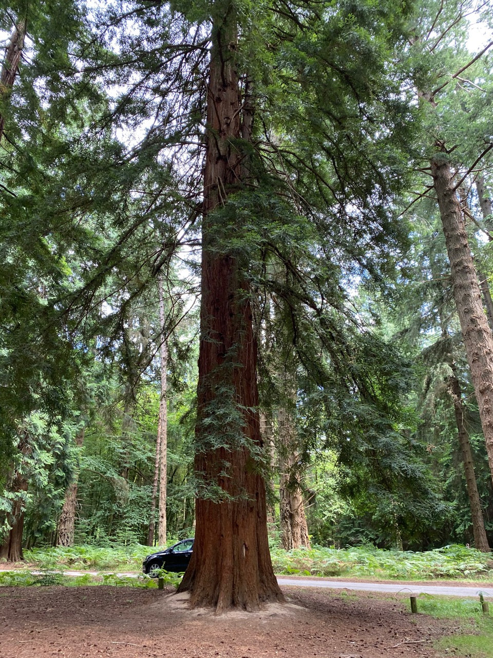 Coastal Redwood Seeds