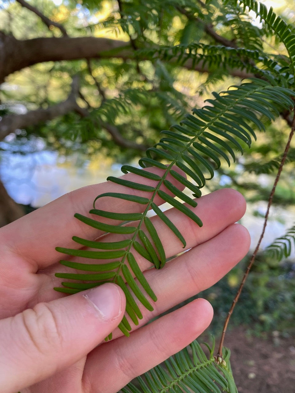 Dawn Redwood Seeds