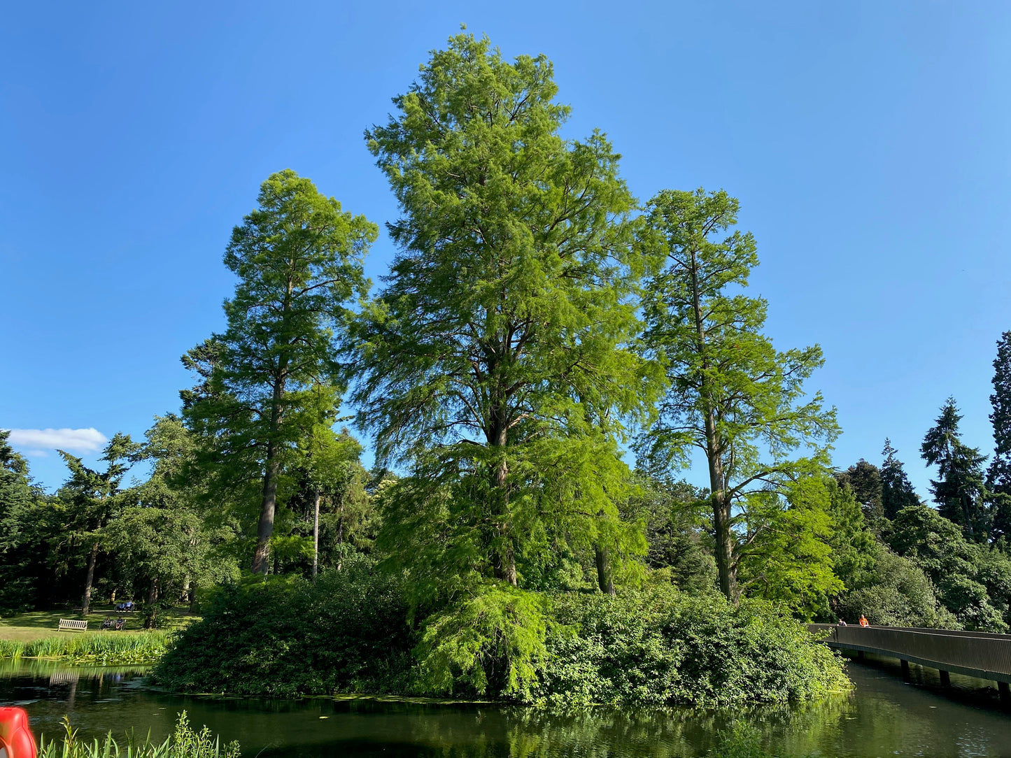 Dawn Redwood Seeds