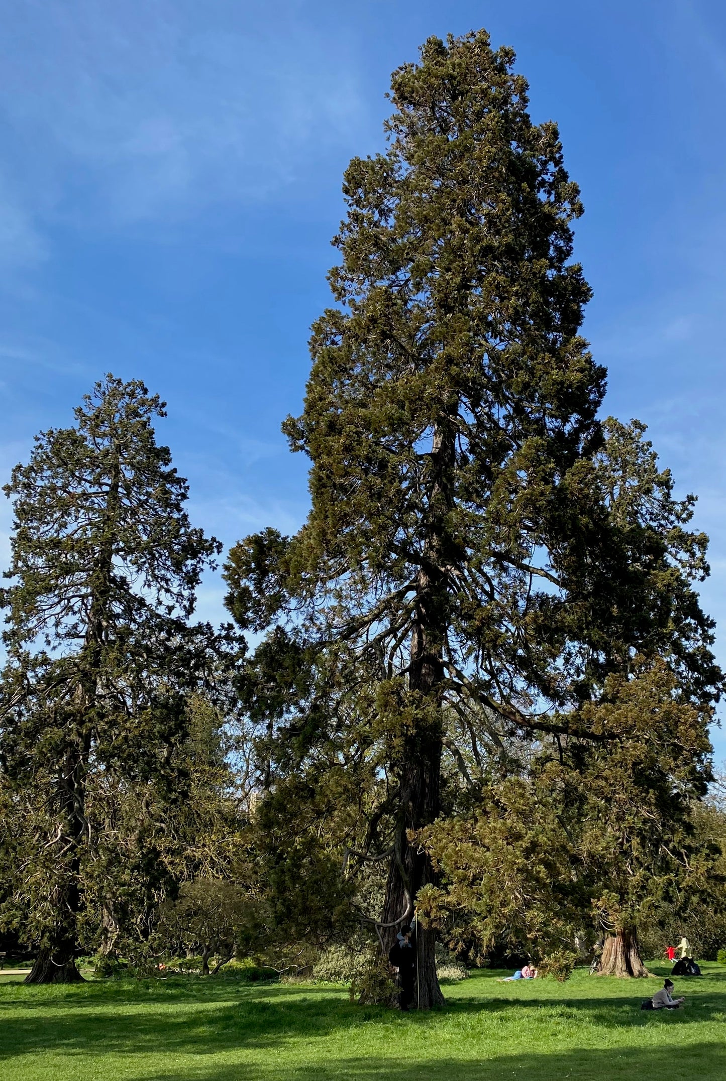 Giant Sequoia Seeds