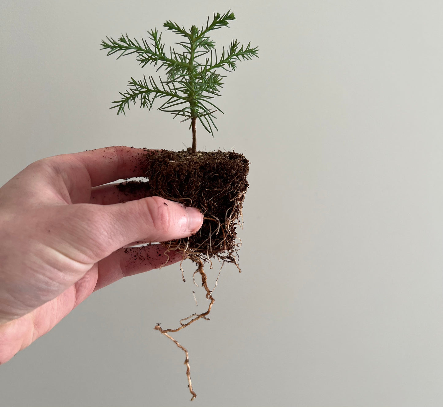 Giant Sequoia Seeds