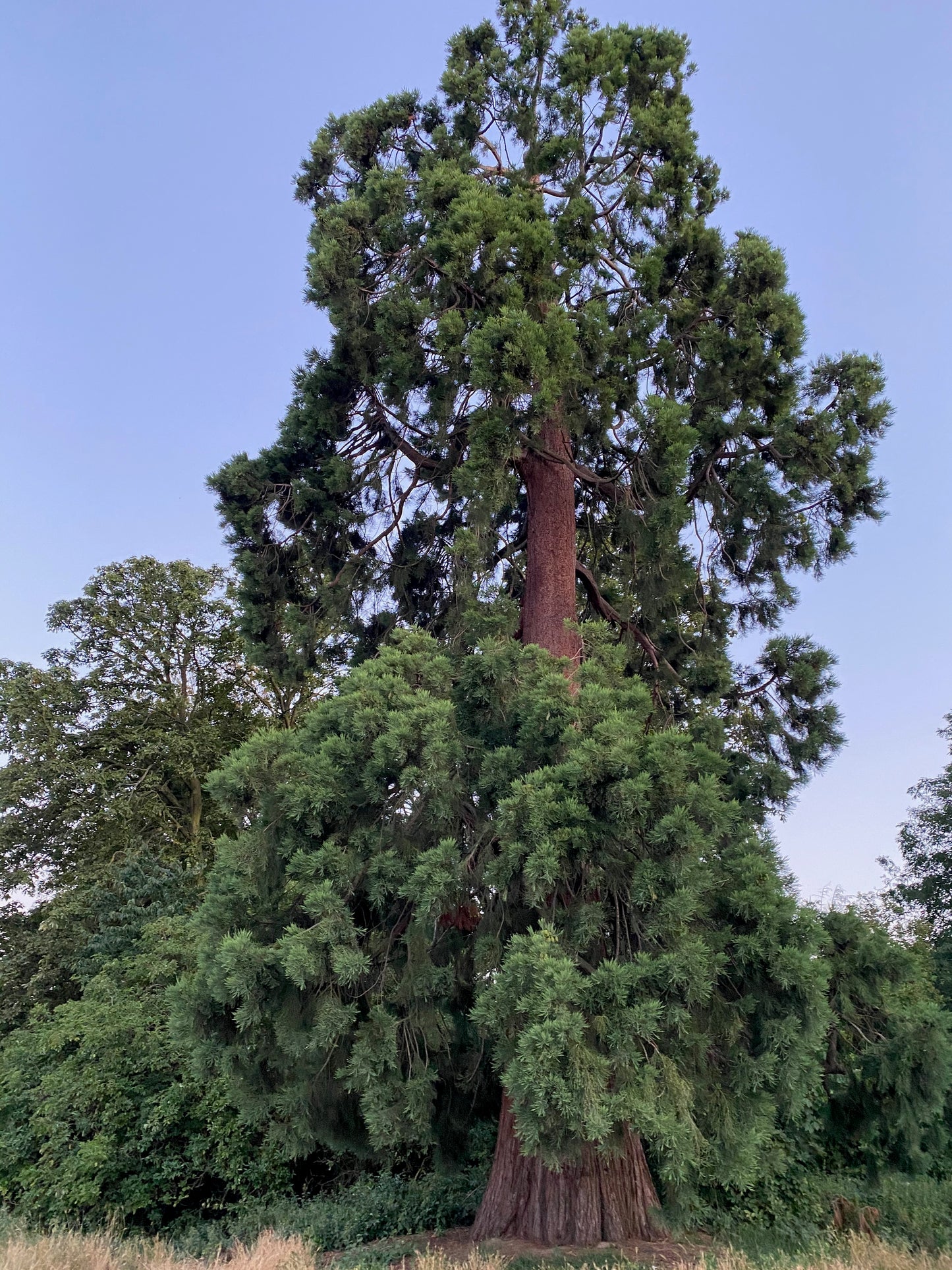 Three Redwoods Multipack