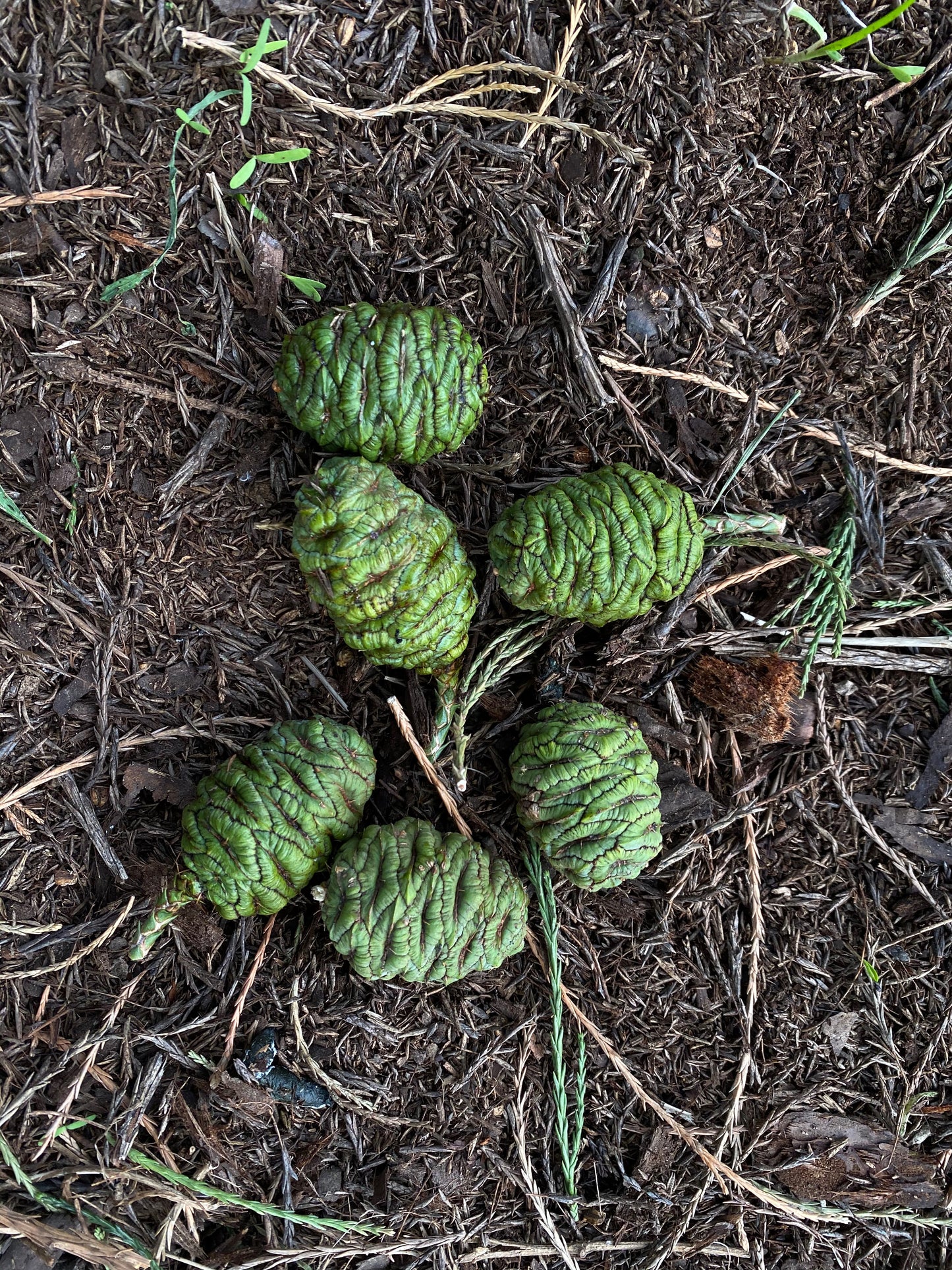 Giant Sequoia Seeds