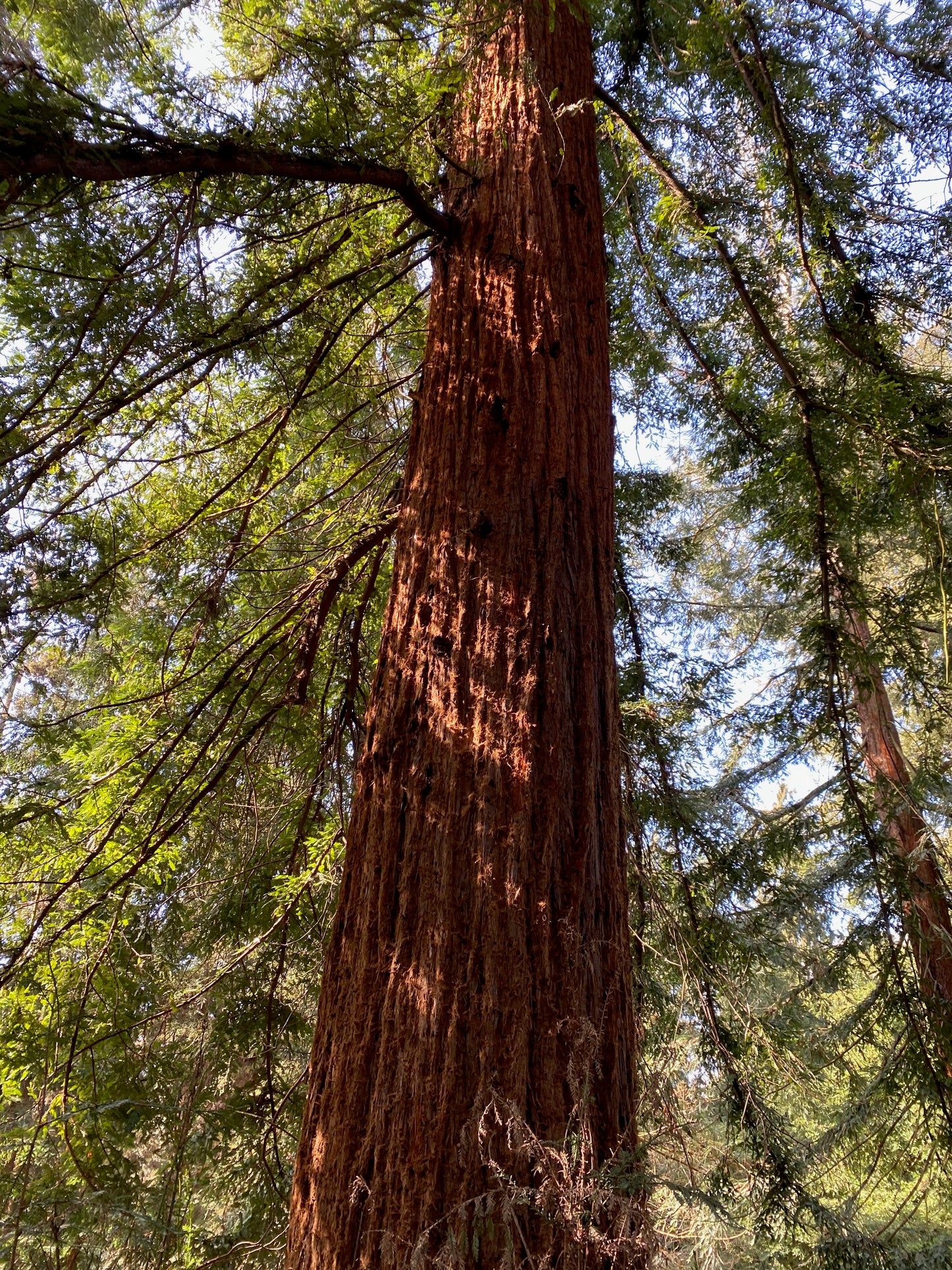 Coastal Redwood Seeds