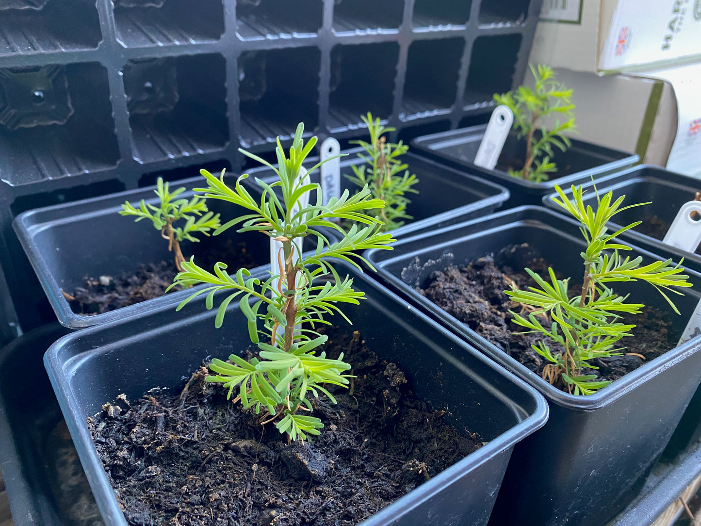 Dawn Redwood Seeds