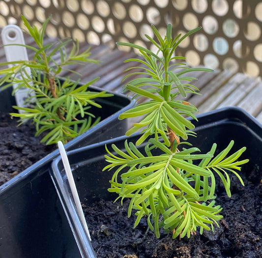 Dawn Redwood Seeds