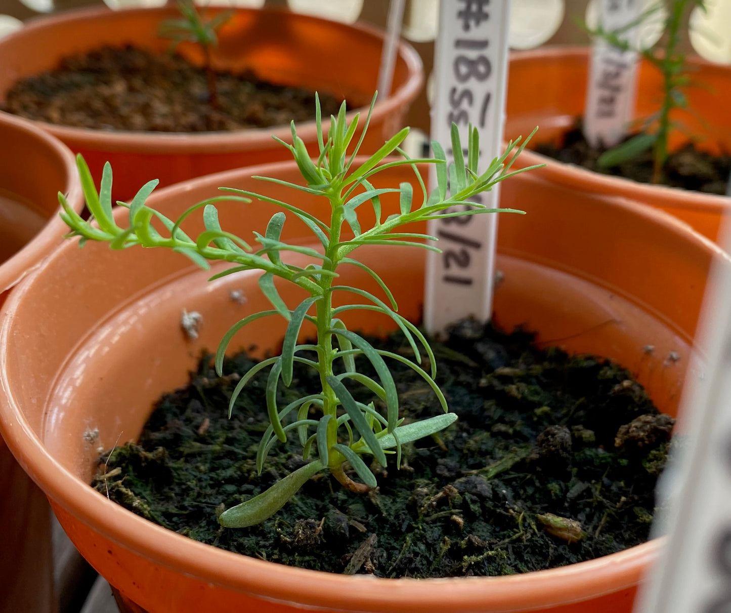 Coastal Redwood Seeds