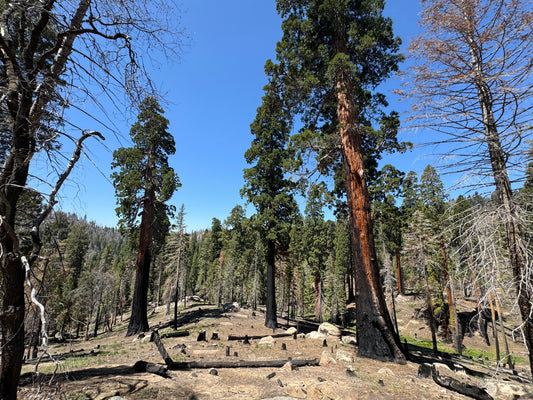 Fire among the native Sequoia