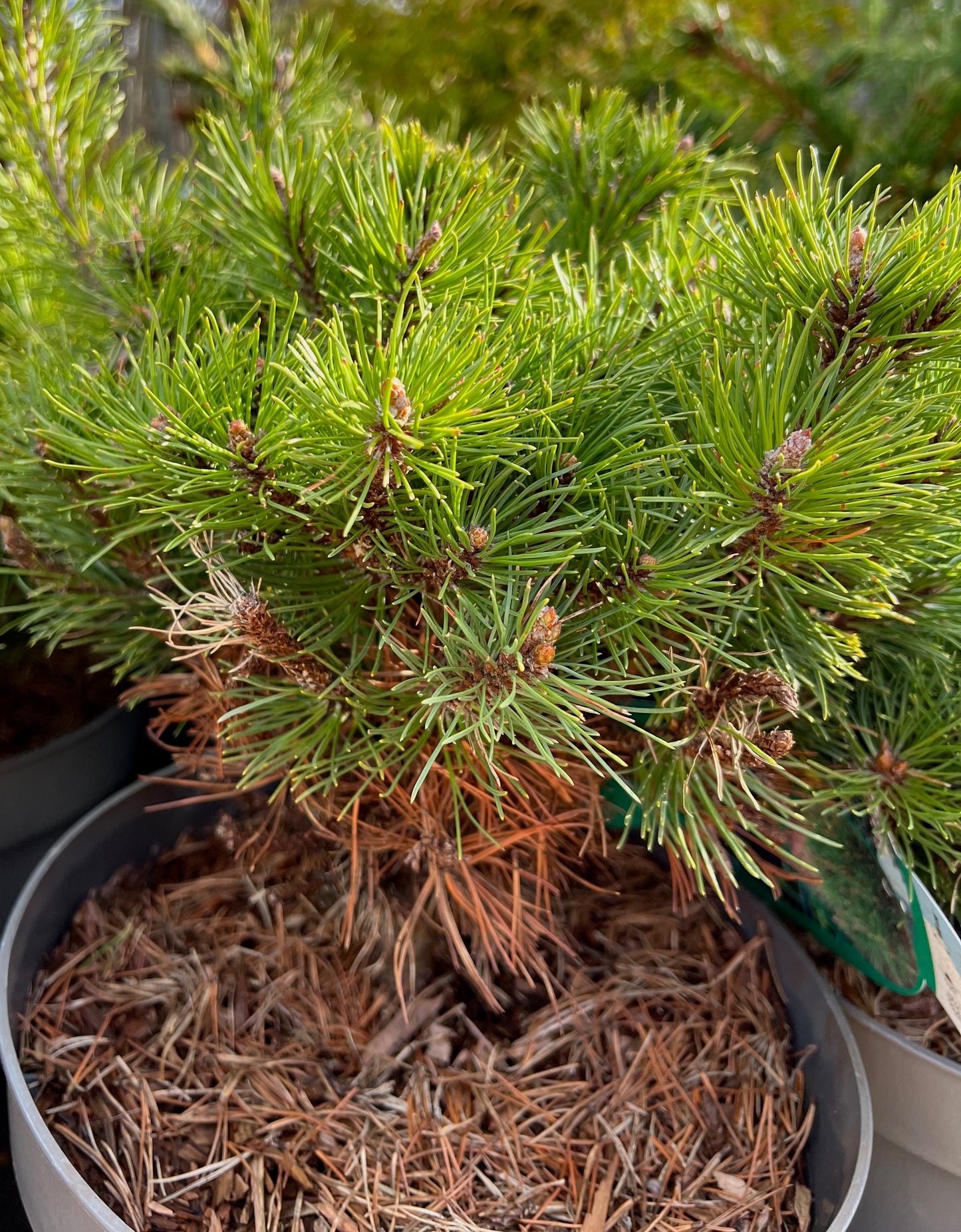 Two Pines Multipack
