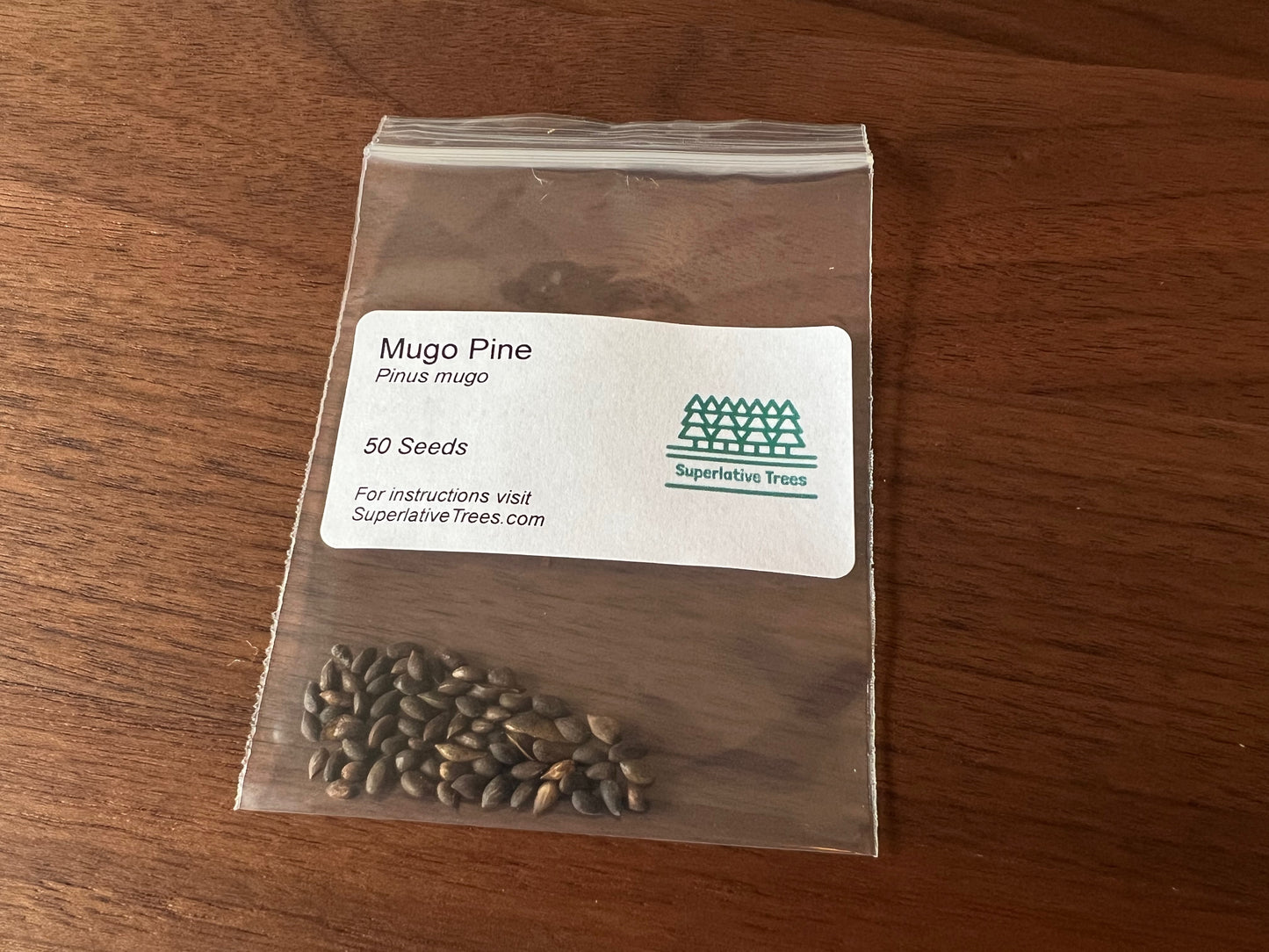 Mugo (Dwarf Mountain) Pine Seeds
